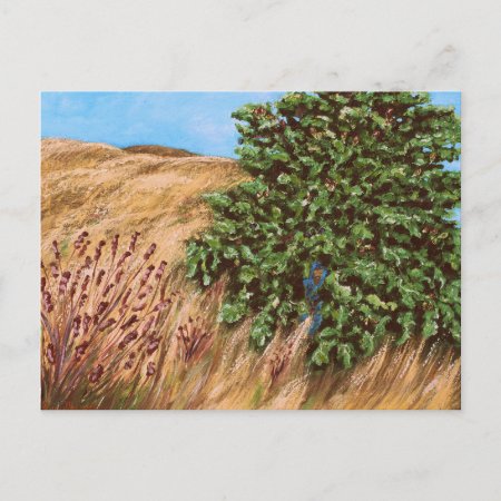 Nathanael And The Fig Tree Postcard