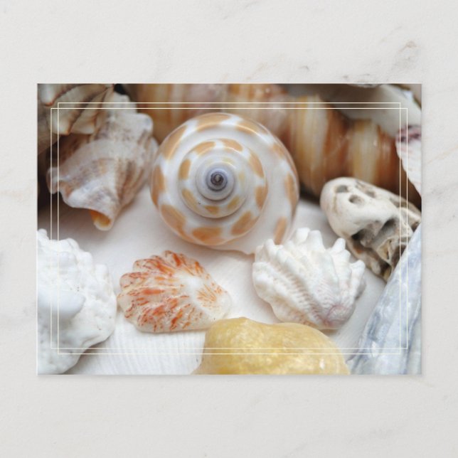 Natica Jewel Box Kitten's Paw Seashells Postcard (Front)