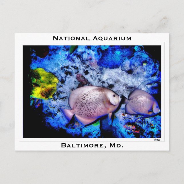 National Aquarium, Baltimore, Md. Postcard (Front)