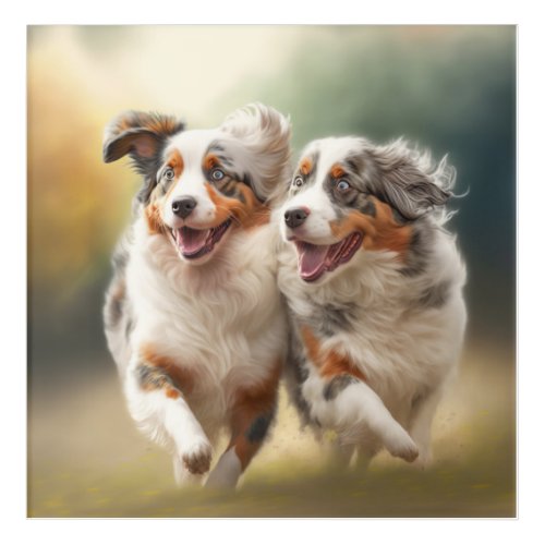 National Australian Shepherd Day Aussie Dog Acrylic Print