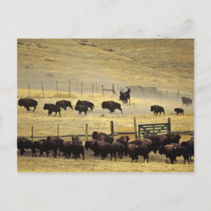 National Bison Range Roundup in Montana Postcard