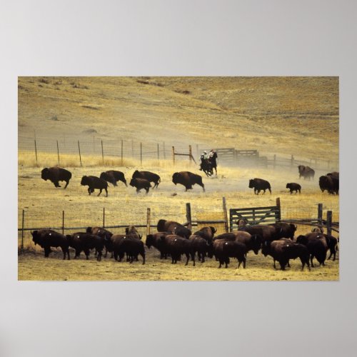 National Bison Range Roundup in Montana Poster