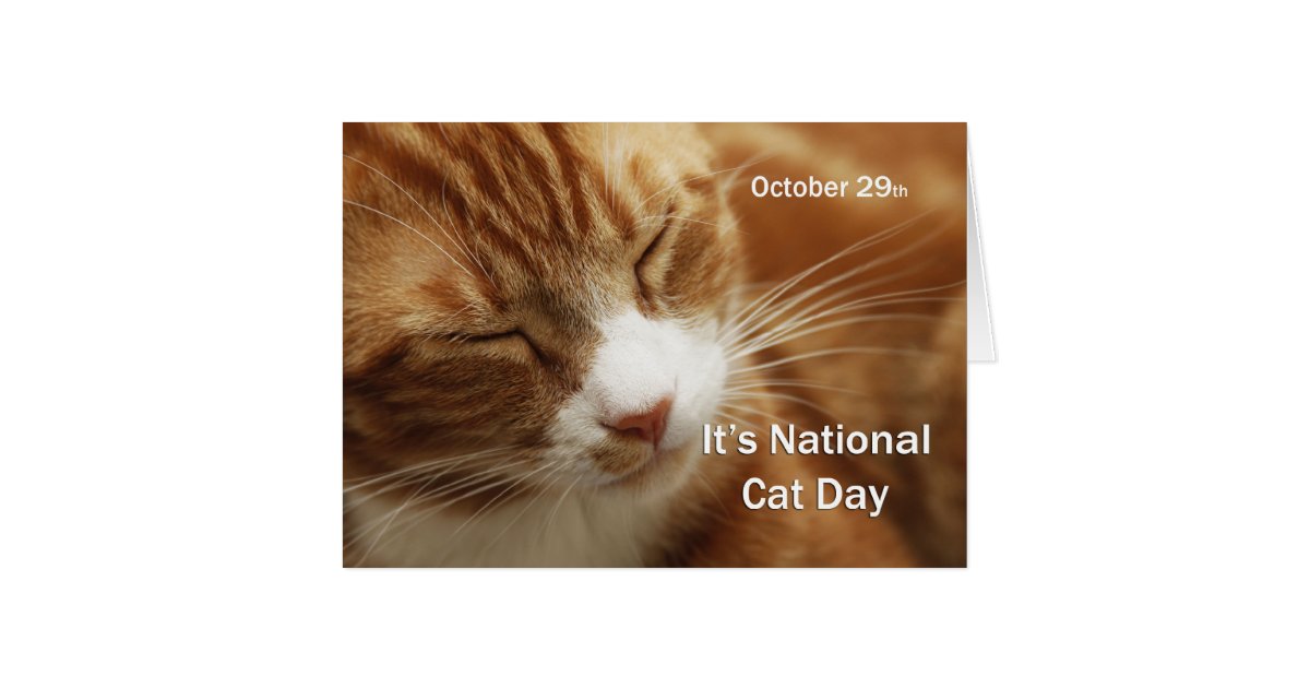 national-cat-day-october-29-card-zazzle