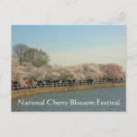 National Cherry Blossom Festival Washington DC 003 Postcard