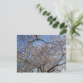 National Cherry Blossom Festival Washington DC 004 Postcard (Standing Front)