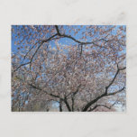 National Cherry Blossom Festival Washington DC 004 Postcard