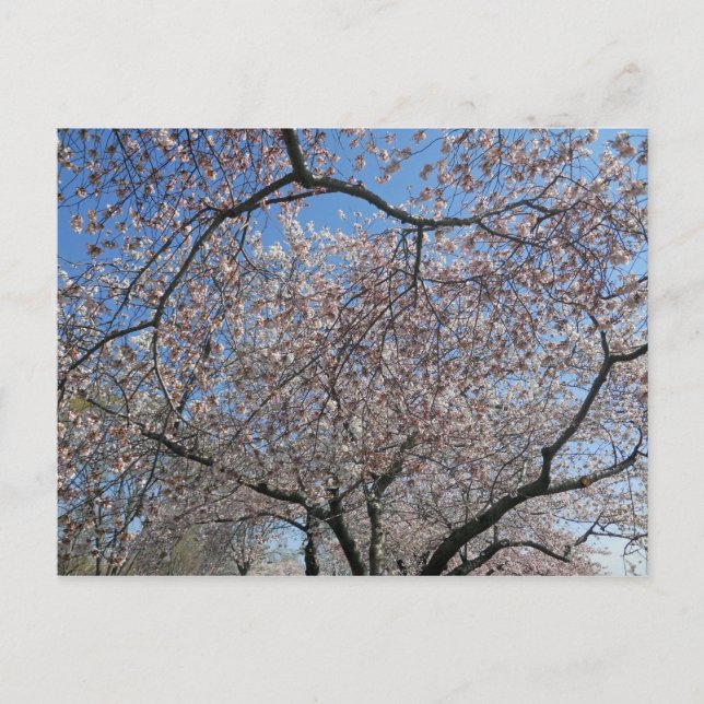 National Cherry Blossom Festival Washington DC 004 Postcard (Front)