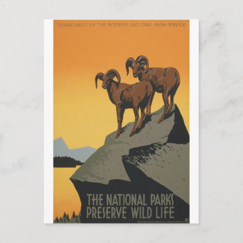 National Parks _ Preserve Wild Life Postcard
