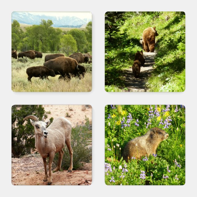National Parks Wildlife Coaster Set (Set)