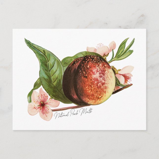 National Peach Month Postcard (Front)