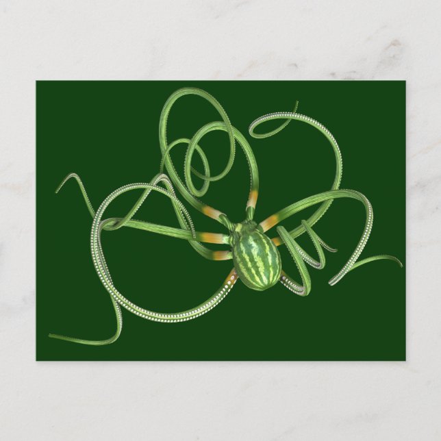 National Watermelon Day Octopus Postcard (Front)