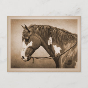 Native American Pinto War Horse Vintage Style Postcard