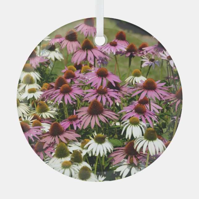 Native American root usage, historical uses. Glass Ornament (Front)