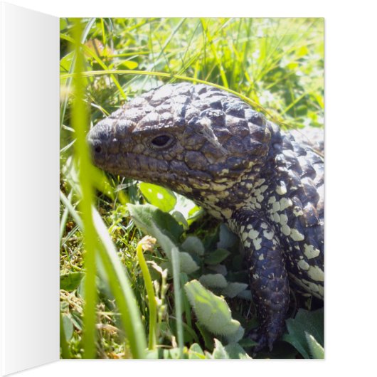 Native Australian Blue Tongue Lizard, (Inside (Right))