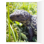 Native Australian Blue Tongue Lizard, (Inside (Left))