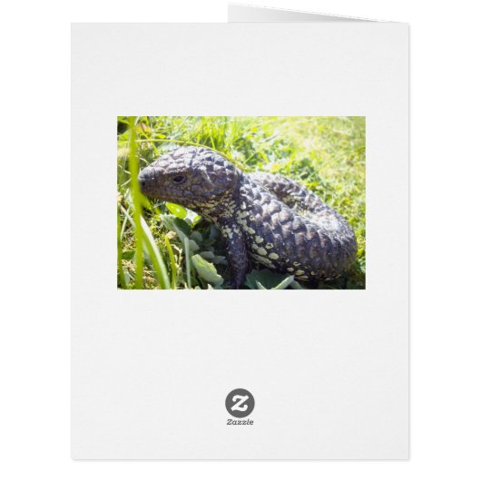 Native Australian Blue Tongue Lizard, (Back)