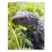 Native Australian Blue Tongue Lizard, (Front)