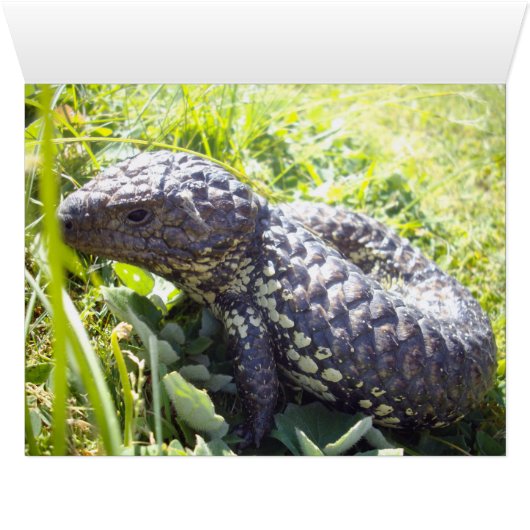 Native Australian Blue Tongue Lizard, (Inside Horizontal (Bottom))
