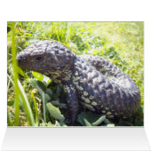 Native Australian Blue Tongue Lizard, (Inside Horizontal (Top))
