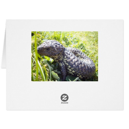 Native Australian Blue Tongue Lizard, (Back Horizontal)