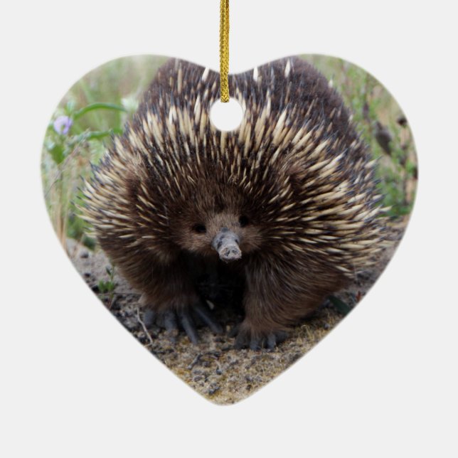 Native Australian Wild Echidna Photo Ceramic Ornament (Back)
