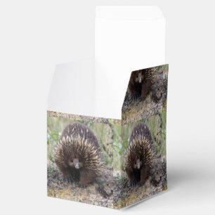 Native Australian Wild Echidna Photo Favor Boxes