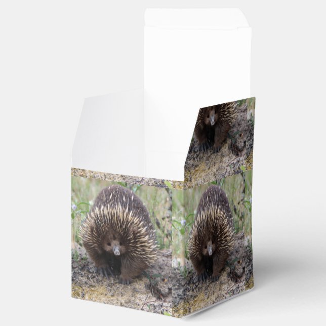 Native Australian Wild Echidna Photo Favor Boxes (Opened)