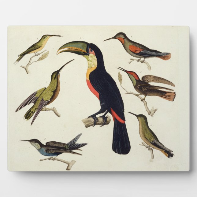 Native birds, including the Toucan (centre), Amazo Plaque (Front)