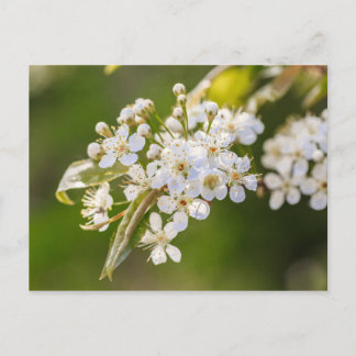 Native Chokecherry Blossoms Postcard
