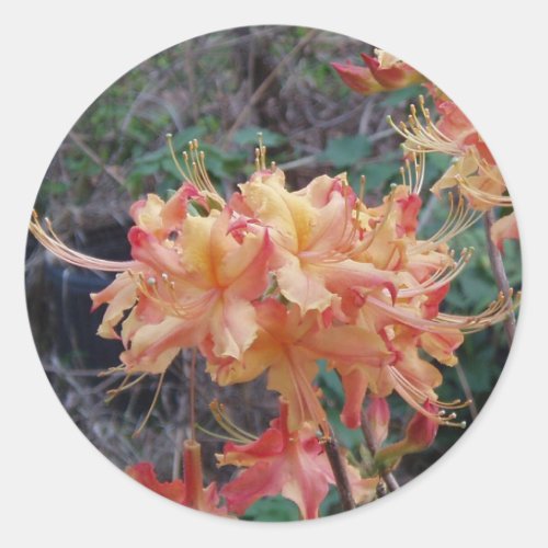 Native Flame Azalea Classic Round Sticker