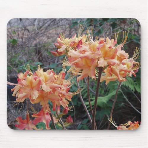 Native Flame Azaleas Mousepad