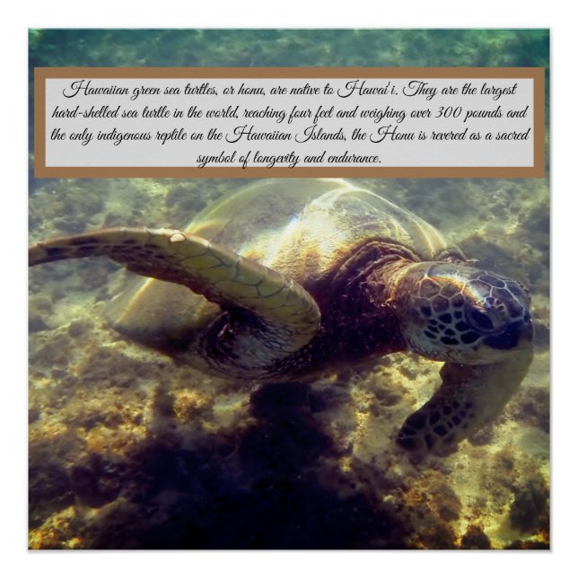 Native Hawaiian turtle Poster (Front)