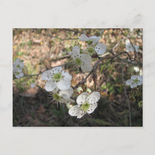 Native Mayhaw Flowers Postcard (Front)