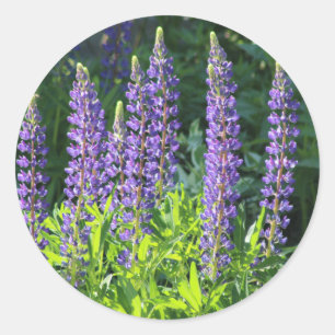 Native Minnesota Purple Lupine Classic Round Sticker
