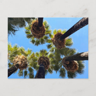 Native Naturally Grown Palm Trees Postcard