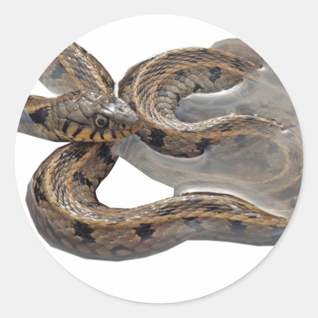 Natrix Grass Snake Classic Round Sticker (Front)