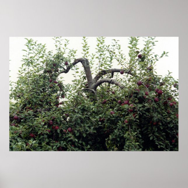 Natural Apple Tree Trees Apples Poster (Front)
