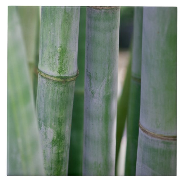 Natural Bamboo Zen Background Customized Template Ceramic Tile (Front)