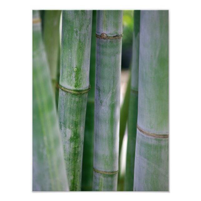 Natural Bamboo Zen Background Customized Template Photo Print (Front)