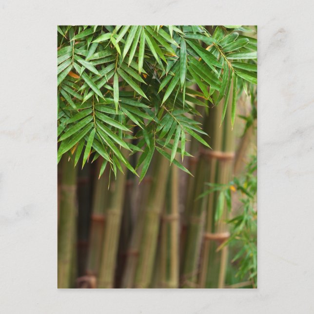 Natural Bamboo Zen Background Customized Template Postcard (Front)