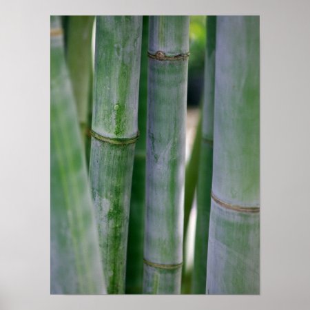 Natural Bamboo Zen Background Customized Template Poster