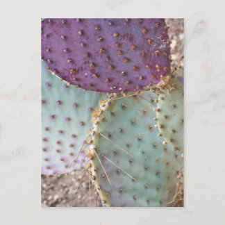 Natural Beauty...Wonderful Cactus Colors... Postcard