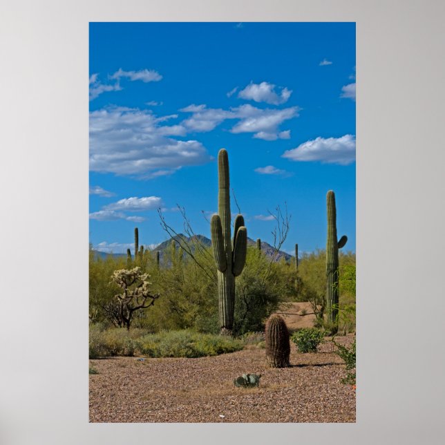 Natural Cactus Landscape 3994 Poster (Front)