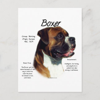 Natural Ear Boxer Meet the Breed Postcard