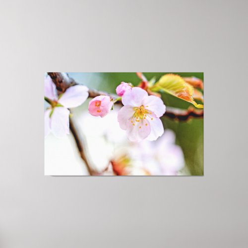 Natural Floral Composition Of Sakura Flowers Canvas Print