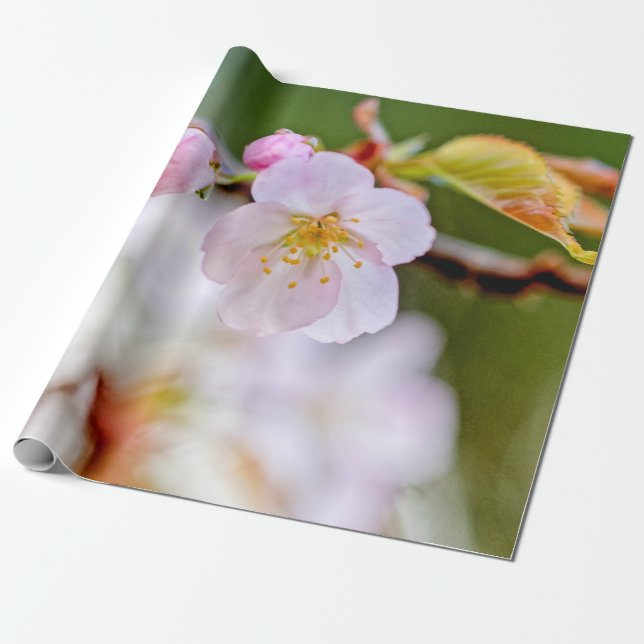 Natural Floral Composition Of Sakura Flowers Wrapping Paper (Unrolled)