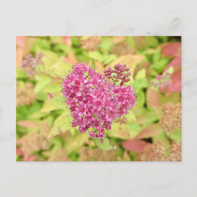 Natural Flower Heart - pierced by arrow. Postcard (Front)