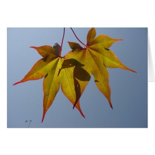 Natural Gold (Front Horizontal)