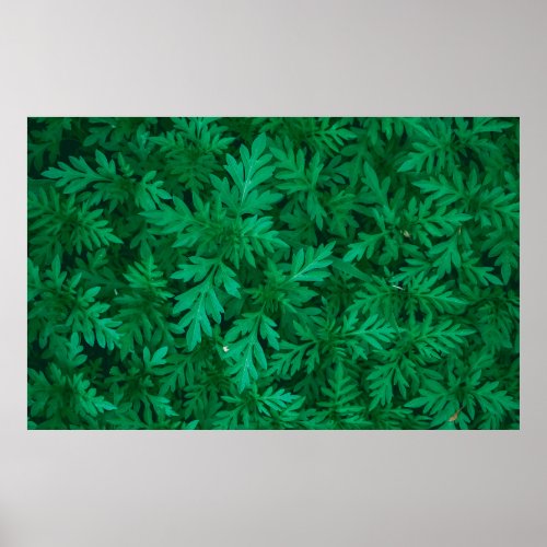 Natural green background from green leaves abstrac poster