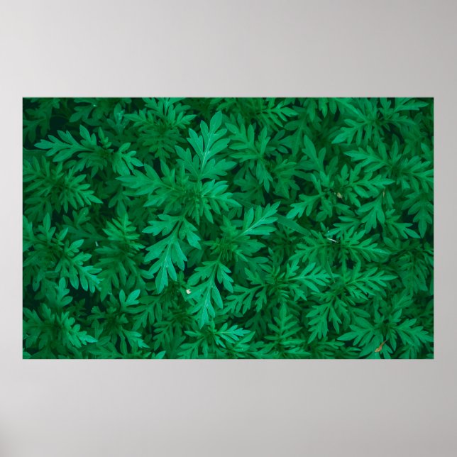 Natural green background from green leaves abstrac poster (Front)